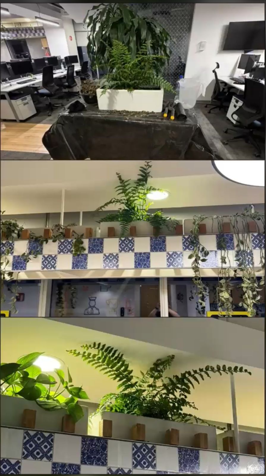 Muro verde
